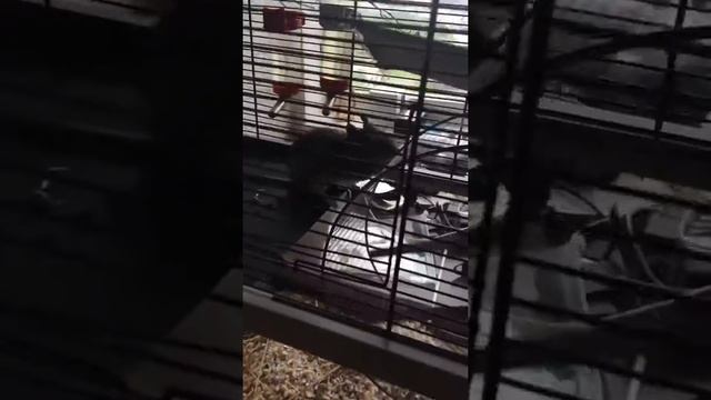 Дегу крутит колесо смотреть онлайн