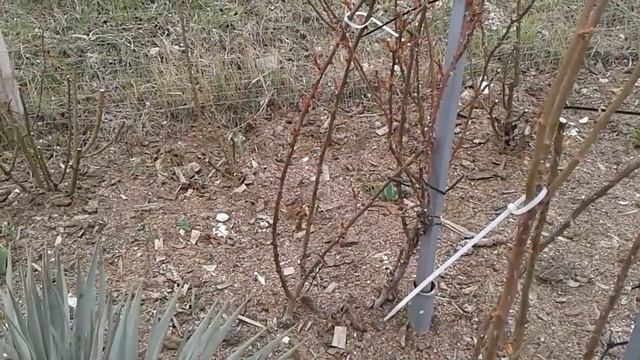Плетистые розы на арке, обрезка роз, питомник роз Полины Козловой, rozarium.biz смотреть онлайн