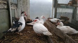 Сколько нужно уток на одного селезня?///Разведение Мускусных уток///