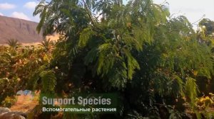 Джефф Лотон Из пустыни в оазис. Ландшафтный дизайн, пермакультура в пустыни, восстановление леса