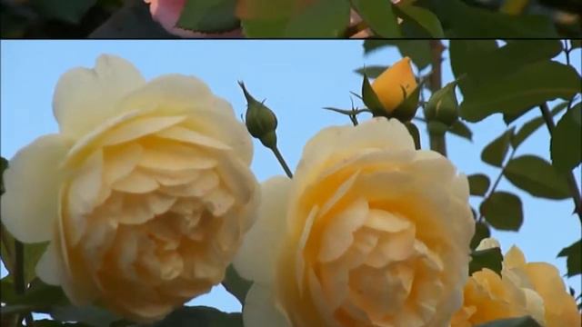 Very Beautiful Roses ~ Relaxing pan flute music HD смотреть онлайн