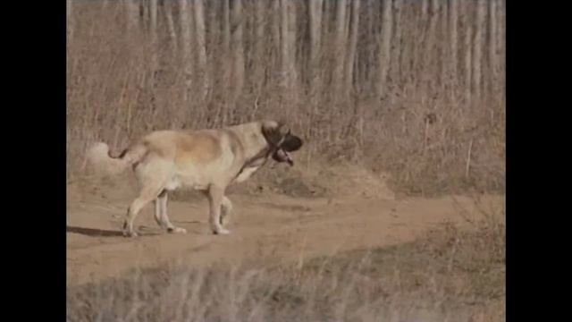 Испанский мастиф (Молоссы). Энциклопедия пород. смотреть онлайн
