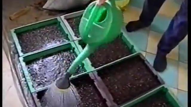 Выращивание рассады цветов ч.1 смотреть онлайн