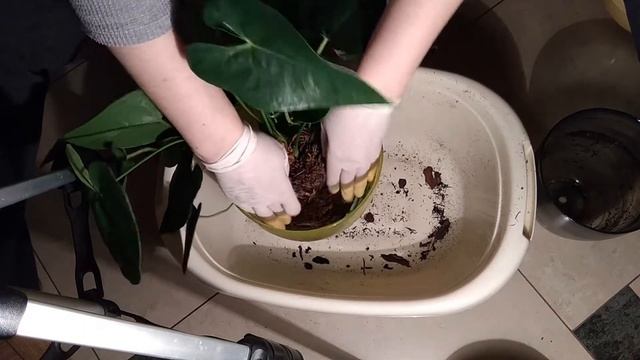 АНТУРИУМ 3 в 1// Пересадка антуриума смотреть онлайн