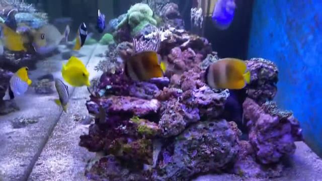 Обновил морские камни, поменяв свои камни с сорняковой мятной политоей на чистые новые камни. смотреть онлайн