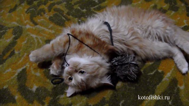 Рыжий кот в ловушке у мышки :)| The cat entangled in a string from a mouse смотреть онлайн