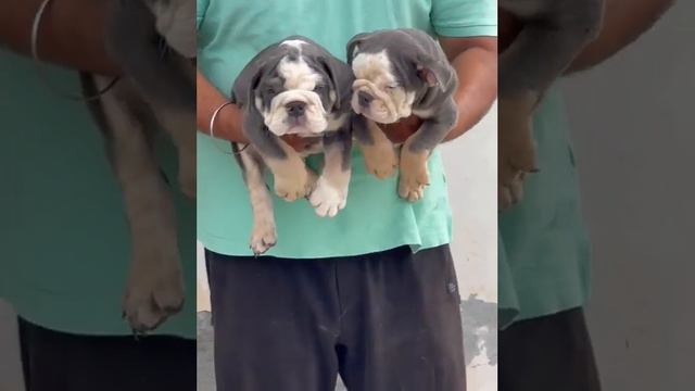 NOT CHEAP PRICE. SUPER QUALITY ENGLISH BULLDOG PUPPIES AVAILABLE FOR SALE 9999320980 смотреть онлайн