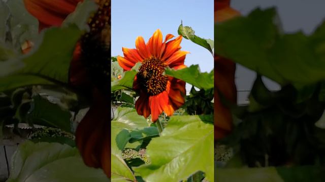 Подсолнух цыган смотреть онлайн