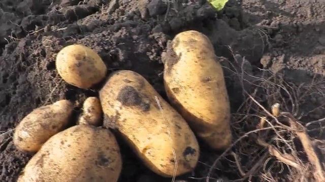 Картофель из семян второй сезон смотреть онлайн