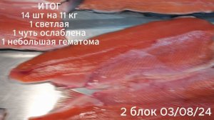 Долинск ПБГ 1 сорт 0305 августа 2024