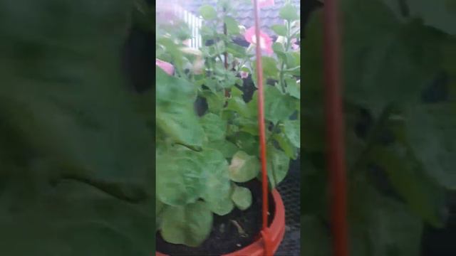 Петуния "переехала " в сад. смотреть онлайн