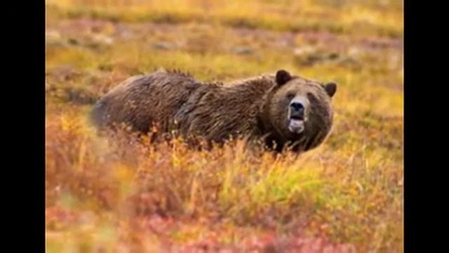 Моё слайд-шоу про осень смотреть онлайн