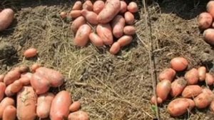Узкие гряды – уникальная технология овощеводства для малых площадей