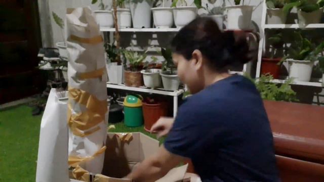 MY MINI GARDEN | FIRST UNBOXING | Alocasia Albo, Syngonium Albo, Varigated Elephant Ear