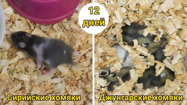 Как растут хомяки - джунгарские и сирийские хомяки от 1 дня до месяца смотреть онлайн