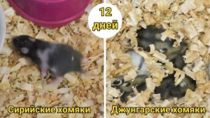 Как растут хомяки - джунгарские и сирийские хомяки от 1 дня до месяца