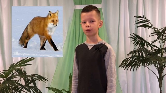 Зачем лисе большой хвост? смотреть онлайн