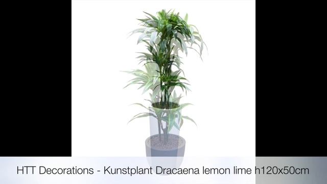 HTT Decorations - Dracaena Lemon lime смотреть онлайн