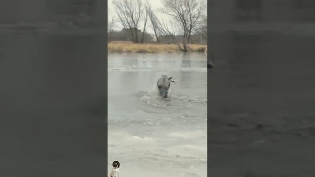 Смешное видео про животных - Кошка и собака смотреть онлайн