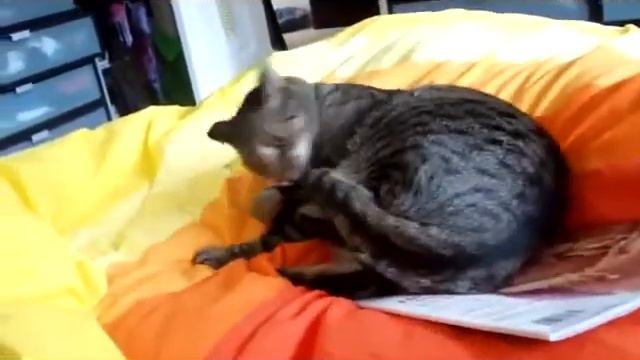 Обезумевший кот. смотреть онлайн