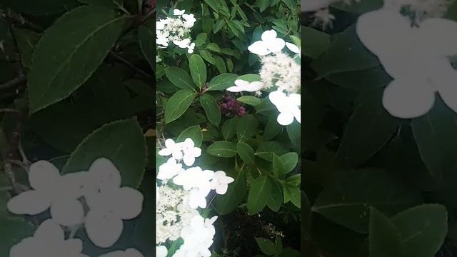гортензия Белоснежка смотреть онлайн