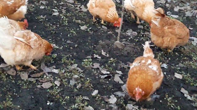 Экономически выгодные куры мини мясных палевые белохвостые УКРАИНА. смотреть онлайн