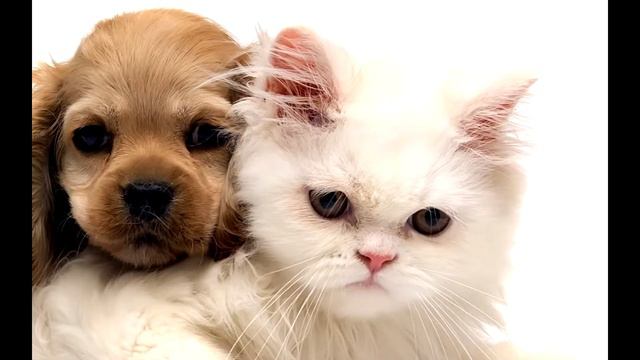 Смешные милые котята. Лучшие приколы 2017 с кошками котами щенками животными юмор смотреть онлайн