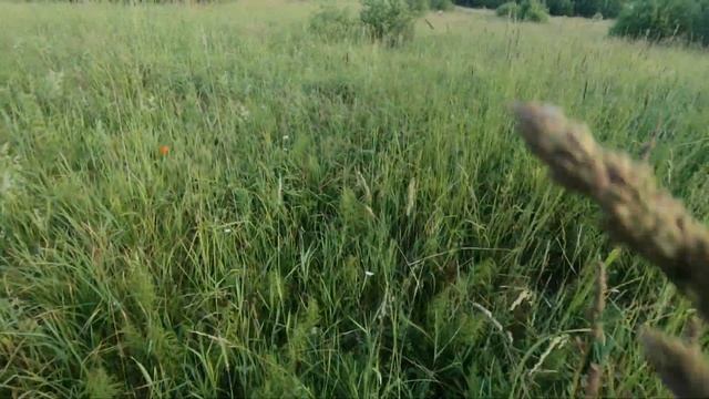 Заготавливаю: ягоду, иван чай и смотрю что уже поспело. смотреть онлайн