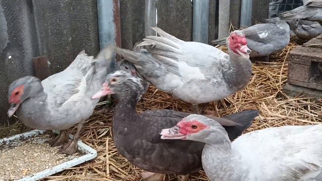 Сколько уточек надо на одного селезня,чтобы получить хороший оплод инкубационного яйца смотреть онлайн
