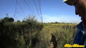 Ловля певчих птиц  - Тайник - для ловли певчих птиц 1 выпуск (Скворцы атакуют)