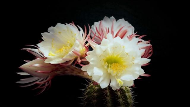 Как распускаются цветы ч.2. Невероятно красиво. смотреть онлайн