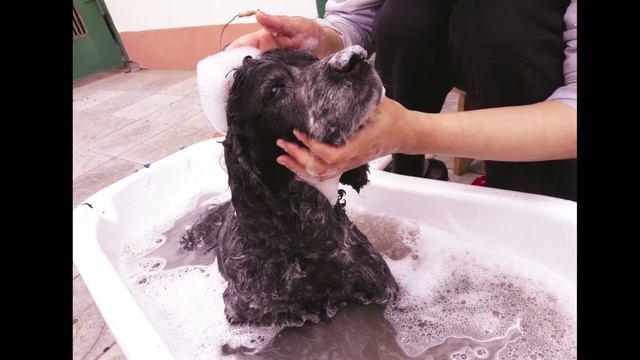 Русский охотничий спаниель Ричи(Russian spaniel) :Жизнь моего маленького друга🤗🤗 смотреть онлайн