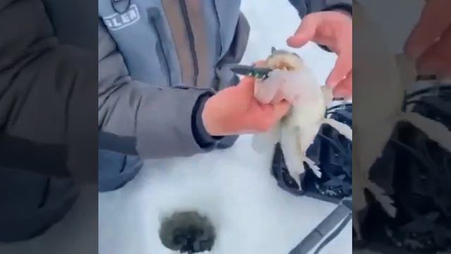 Зимние забавы. Клевое местечко. Камское устье. смотреть онлайн