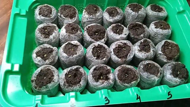 Первые всходы эустомы смотреть онлайн