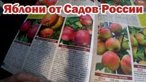 Каталог Сады России 2023 Сорта яблок