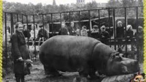 КРАСАВИЦА.Самка бегемота ,которая пережила блокаду Ленинграда✅.