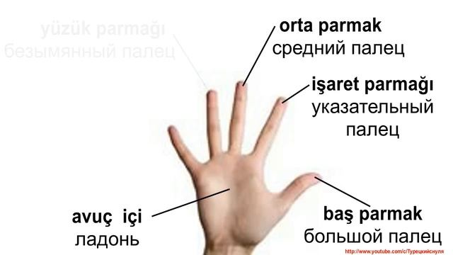 Части тела на турецком языке. Vücudun parçaları. смотреть онлайн