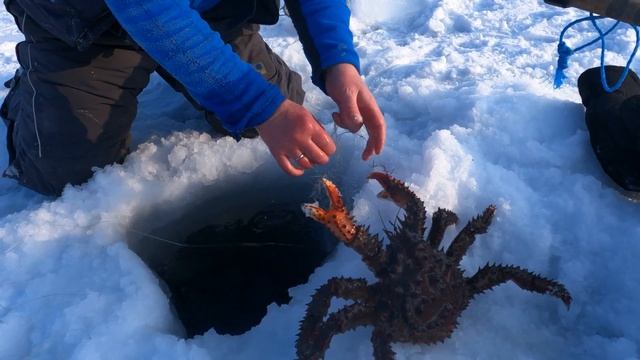 Поймать краба. Крабалка. Ловля краба зимой. Жутко колючий, страшно вкусный. Сахалинский краб. смотреть онлайн