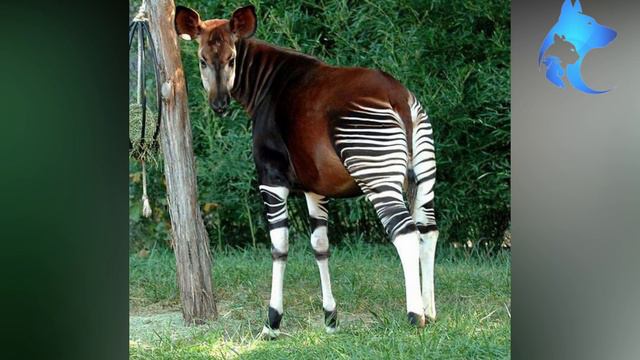 Zebrafas? Descubra o resultado incrível da surpreendente cruzamento entre zebra e girafa смотреть онлайн