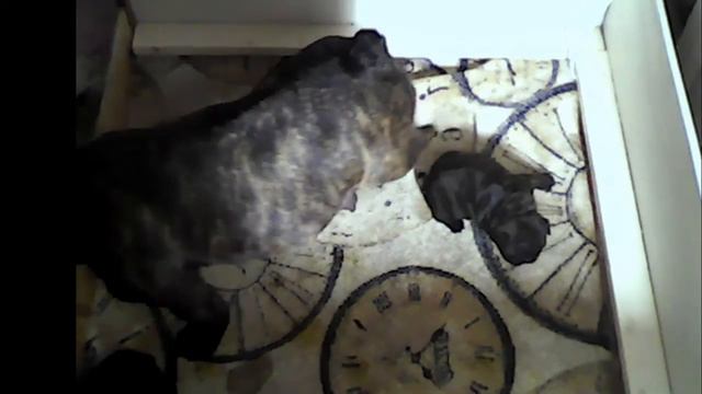 Щенки голубого французского бульдога смотреть онлайн