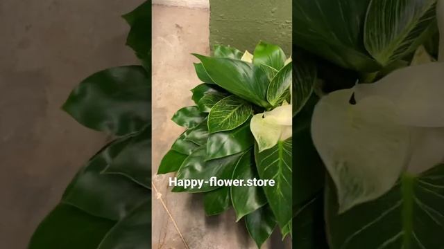 Филодендрон Биркин, диаметр горшка 15 см смотреть онлайн