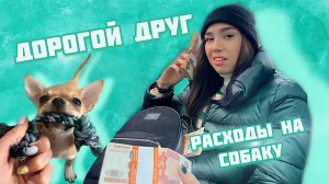 ЧТО НУЖНО ДЛЯ ПОЯВЛЕНИЯ ЩЕНКА В ДОМЕ ?  /Сколько я трачу в месяц ?/СТАРТОВЫЙ НАБОР ДЛЯ СОБАКИ ?