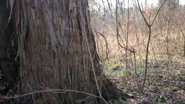 Клён сахаристый Acer saccharinum смотреть онлайн