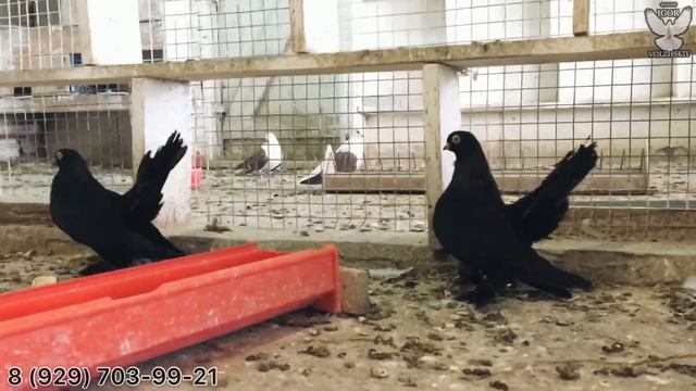 Статные голуби Владимира Янзытова смотреть онлайн