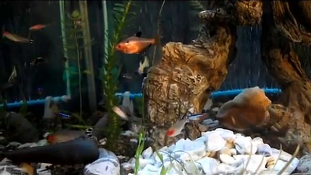 Расборы гетероморфы синхроннисты смотреть онлайн