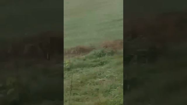 Волки в Ейском районе! смотреть онлайн