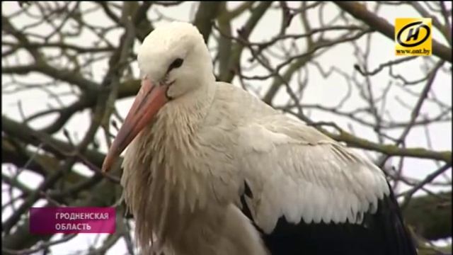 Пенсионерка из гродненской деревни в Беларуси спасла аиста смотреть онлайн