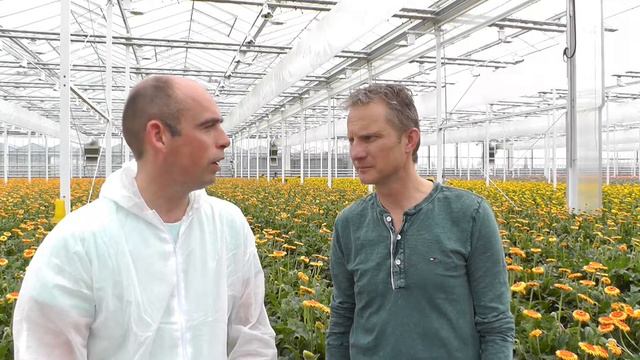 Gerbera HNT 2016 - 2017 (HD kwaliteit) смотреть онлайн
