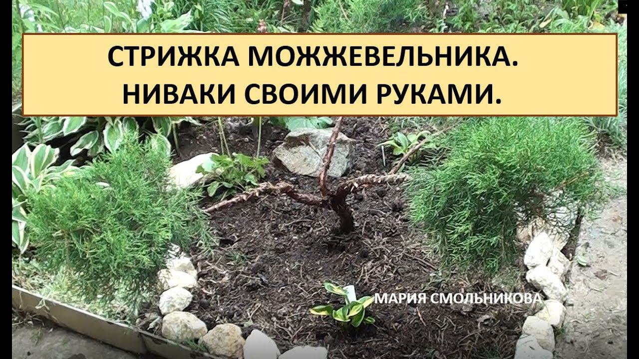 Стрижка можжевельника. Ниваки своими руками . смотреть онлайн