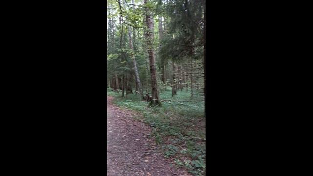 Русская природа    Russian nature video